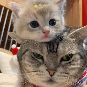 国产精品无码在线
